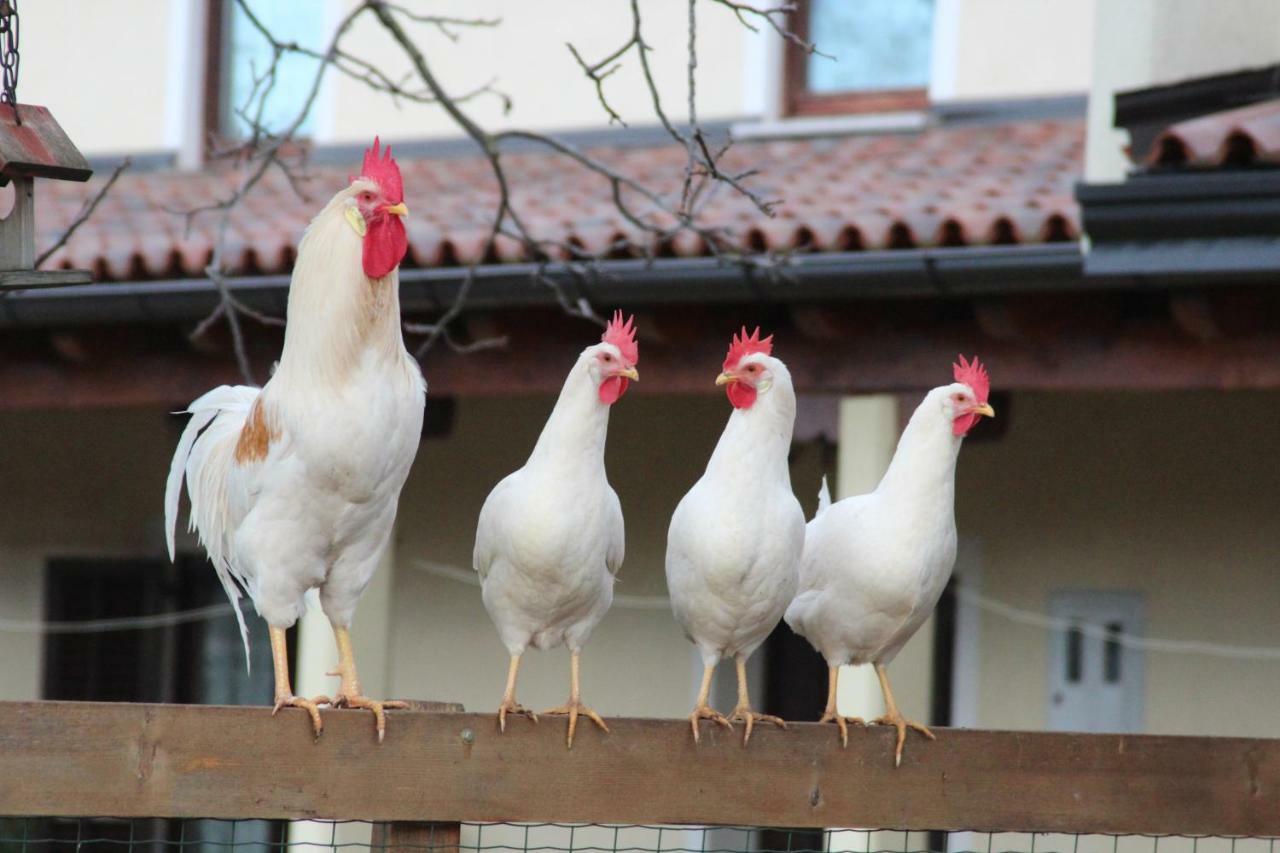 בית הארחה Country House Lokev מראה חיצוני תמונה